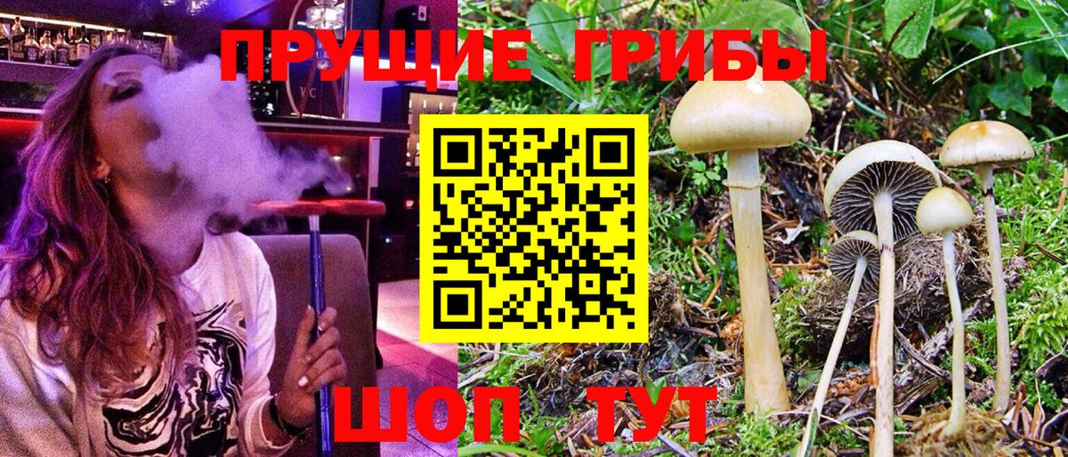 Псилоцибиновые грибы GOLDEN TEACHER  Галлюциногенные грибы Magic Shrooms  Дмитров  Вход с VPN 